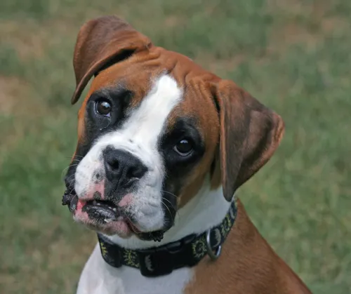 Fascinating Facts for Kids About Boxers (Dogs)