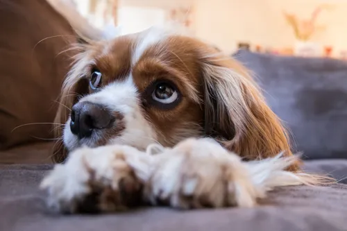 Fascinating Facts for Kids About Cavalier King Charles Spaniels