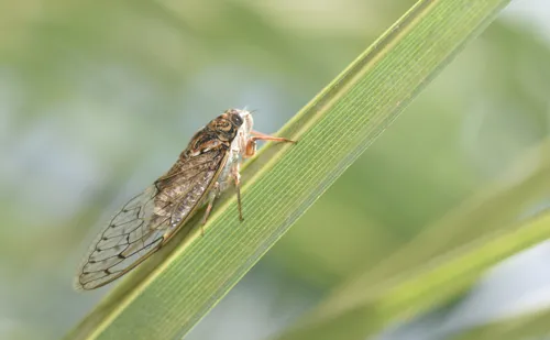 Fascinating Facts for Kids About Cicada
