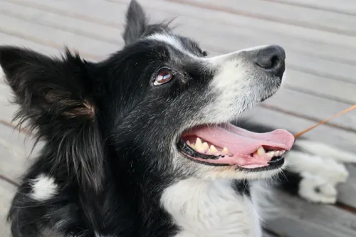 Fascinating Facts for Kids About Collies