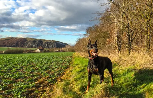Fascinating Facts for Kids About Doberman Pinschers
