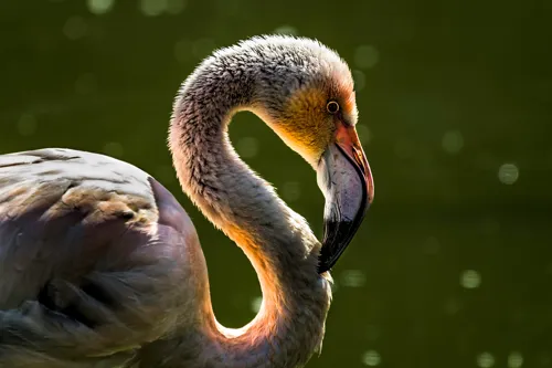 Fascinating Facts for Kids About Flamingo