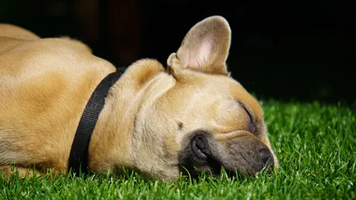 Fascinating Facts for Kids About French Bulldogs