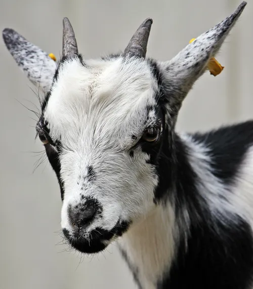 Fascinating Facts for Kids About Goats