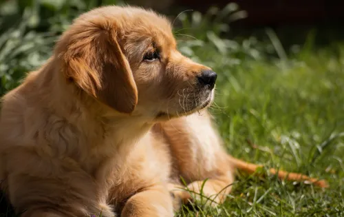 Fascinating Facts for Kids About Golden Retrievers