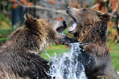 Fascinating Facts for Kids About Grizzly Bears
