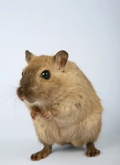 Fascinating Facts for Kids About Hamsters