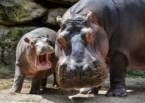 Fascinating Facts for Kids About Hippos