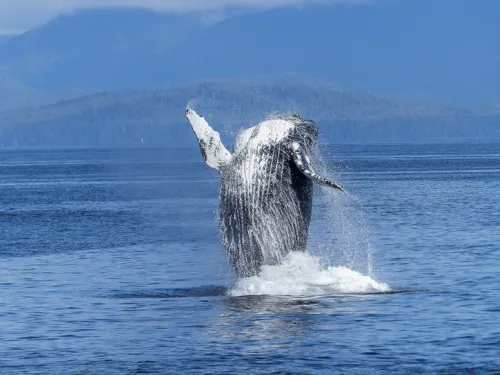 Fascinating Facts for Kids About Humpback Whales