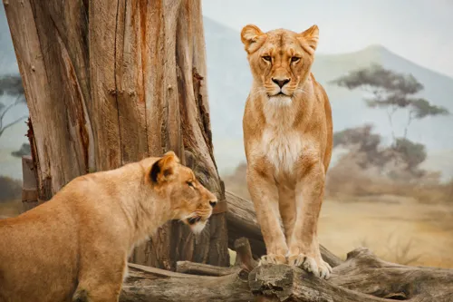 Fascinating Facts for Kids About Lions