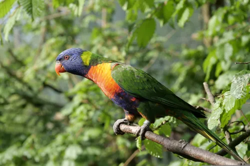 Fascinating Facts for Kids About Lorikeets