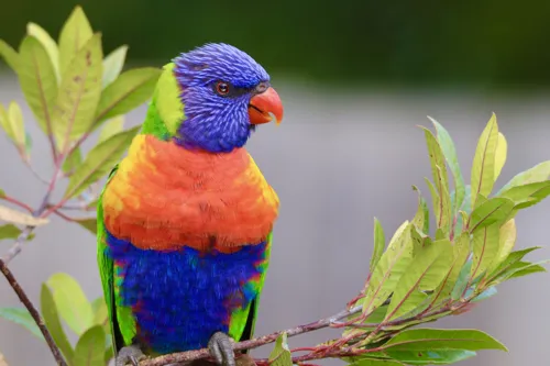 Fascinating Facts for Kids About Lorikeets