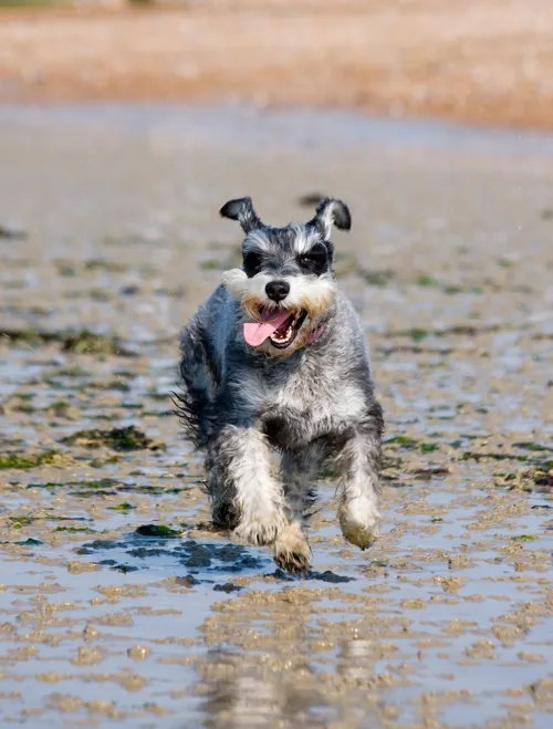 Fascinating Facts for Kids About Miniature Schnauzers