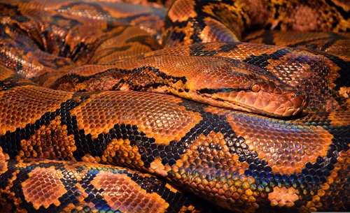 Fascinating Facts for Kids About Pythons