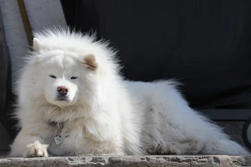 A Picture Book For Kids about Samoyeds. Meet Snowy, the smiling Samoyed!