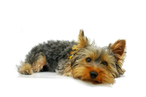Fascinating Facts for Kids About Yorkshire Terriers
