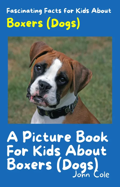 Fascinating Facts for Kids About Boxers (Dogs)